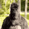 thumbs-up-gorilla.gif