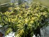 GROW2108_11_00_095.jpg