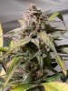 GROW2108_11_02_098.jpg