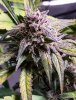 GROW2108_11_03_099.jpg