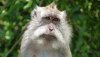 wise old macaque.jpg