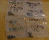 Bees Beans - Copy.JPG