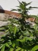 plant.jpg