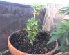 Photo_071509_001.jpg