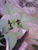 dro seed 1.jpg