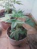 dro seed 2.jpg