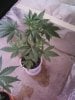 closet plants 2.jpg