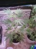 closet plants.jpg