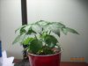 Picture 015.jpg