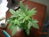 Picture 016.jpg