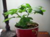 Picture 021.jpg