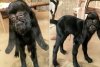 mutant-goat-38.jpg