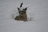 too-cold-for-cat-23279.jpg