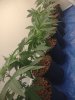 IMG_20210908_175037444.jpg