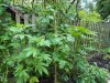 SDC11270.jpg