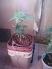 bucketplant.jpg
