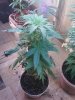 dro seed 3.jpg