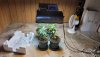 Seed_Grow_Solo_Transplant_9_15_2021.jpg