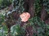 Fungus.jpg