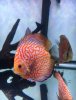 Discus - Checkerboard.jpg