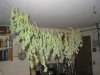 2 Green Crack after harvest and trim view 2.jpg