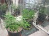 2 Green Crack being trained in veg view 2.jpg
