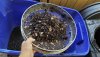 Sunday_09_26_2021_Sifting_Quarter_Inch_Fines.jpg