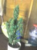 img116.jpg