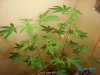 rollitup pics 005.jpg