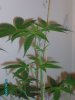 rollitup pics 004.jpg