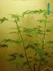 rollitup pics 13.jpg