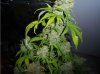 bushyindica.jpg