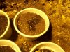 78-sprout2.jpg