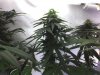 5 weeks into flower.jpg