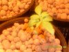 June-July 2009 023.jpg