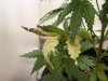 100_0322.jpg