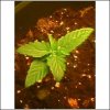 THC bomb 2 bucket 3.jpg