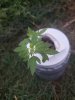 20210623_060539.jpg