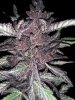 Cherry Fritter #2.jpg
