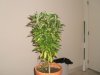 bud 001.jpg