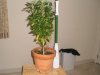 bud 002.jpg