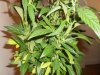 bud 003.jpg