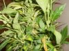 bud 007.jpg