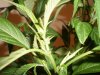 bud 008.jpg