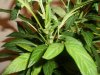bud 010.jpg
