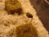 DSC01086.jpg
