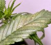 mandarina-problem-4.jpg mandarina-problem-4.jpg