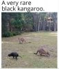 rare black kangaroo.jpg