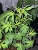 353031D9-351B-4831-BF65-1DAA1D474335.jpeg