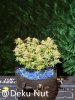 20210927-medic-grow-ez-8-review-strawberry-nuggets-x-skywalker-1.jpg